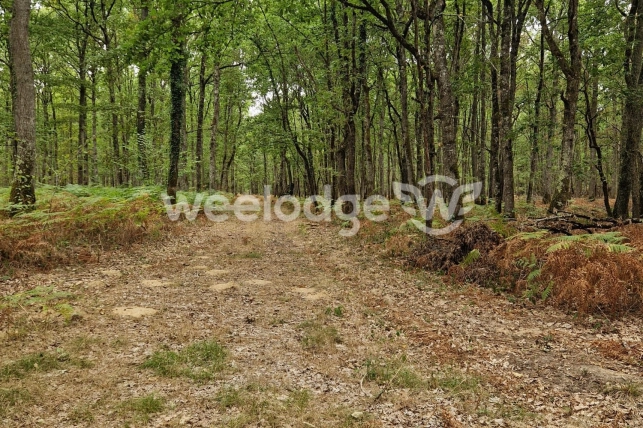 Terrain à vendre de 81000 m² à Velles
