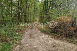 Terrain à vendre de 81000 m² à Velles