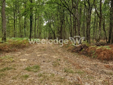 Terrain à vendre de 81000 m² à Velles