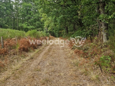 Terrain à vendre de 81000 m² à Velles