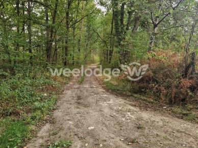 Terrain à vendre de 81000 m² à Velles